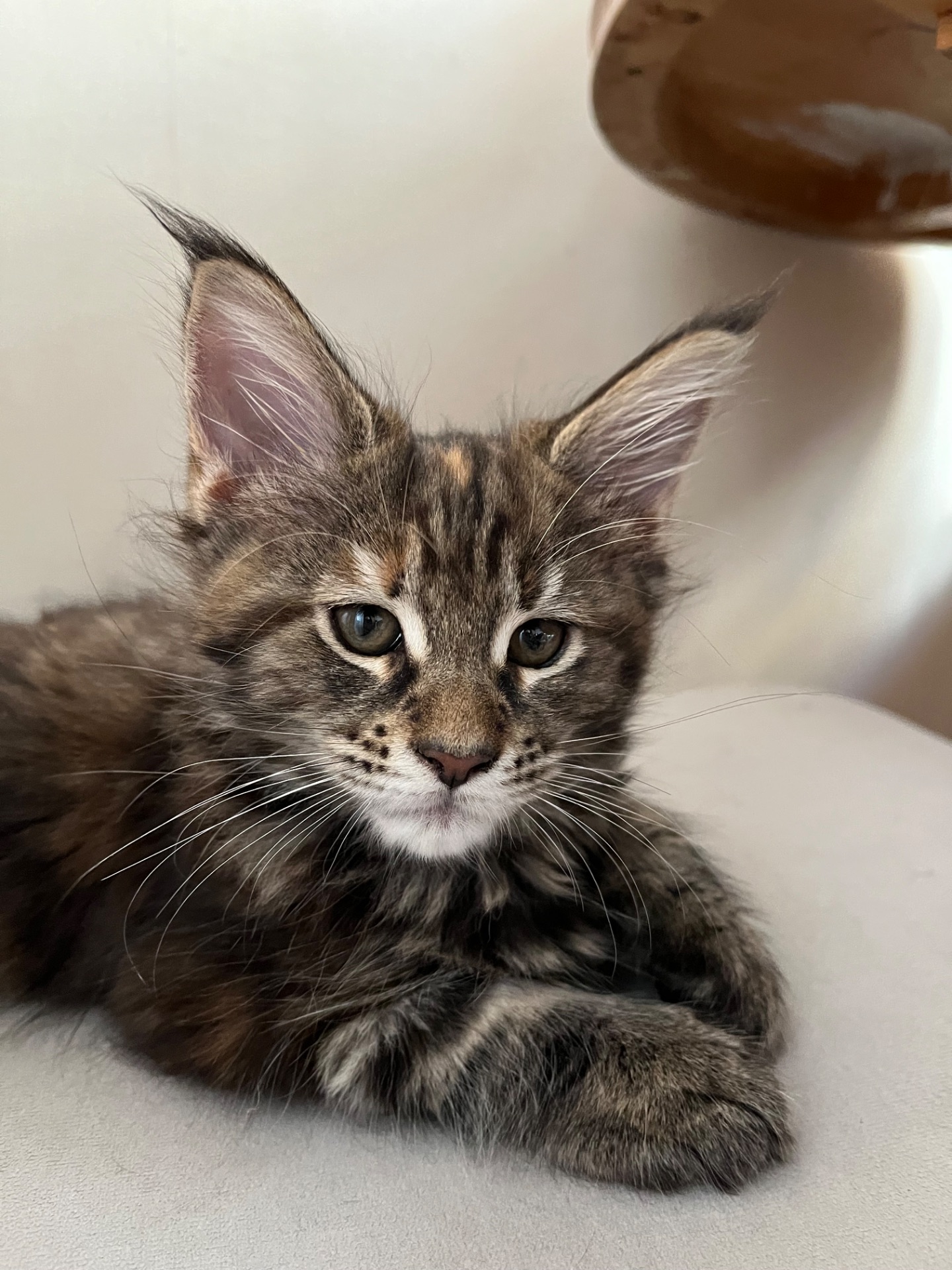 Кошеня Мейн-кун дівчинка