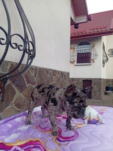 Цуценя французького бульдога