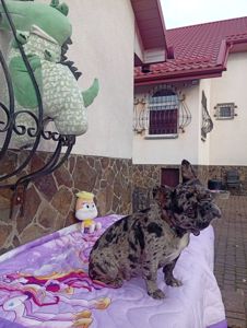 Цуценя французького бульдога