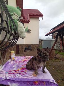 Цуценя французького бульдога