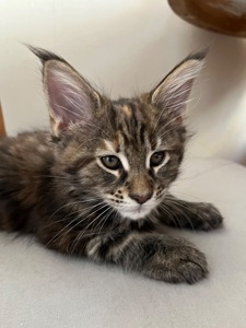 Кошеня Мейн-кун дівчинка