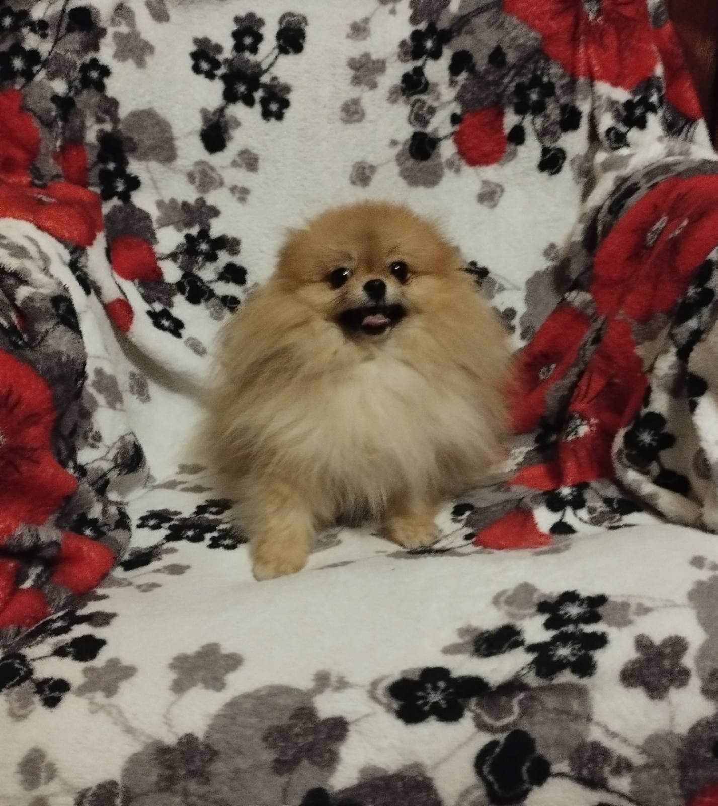 Хлопчик померанського шпіца