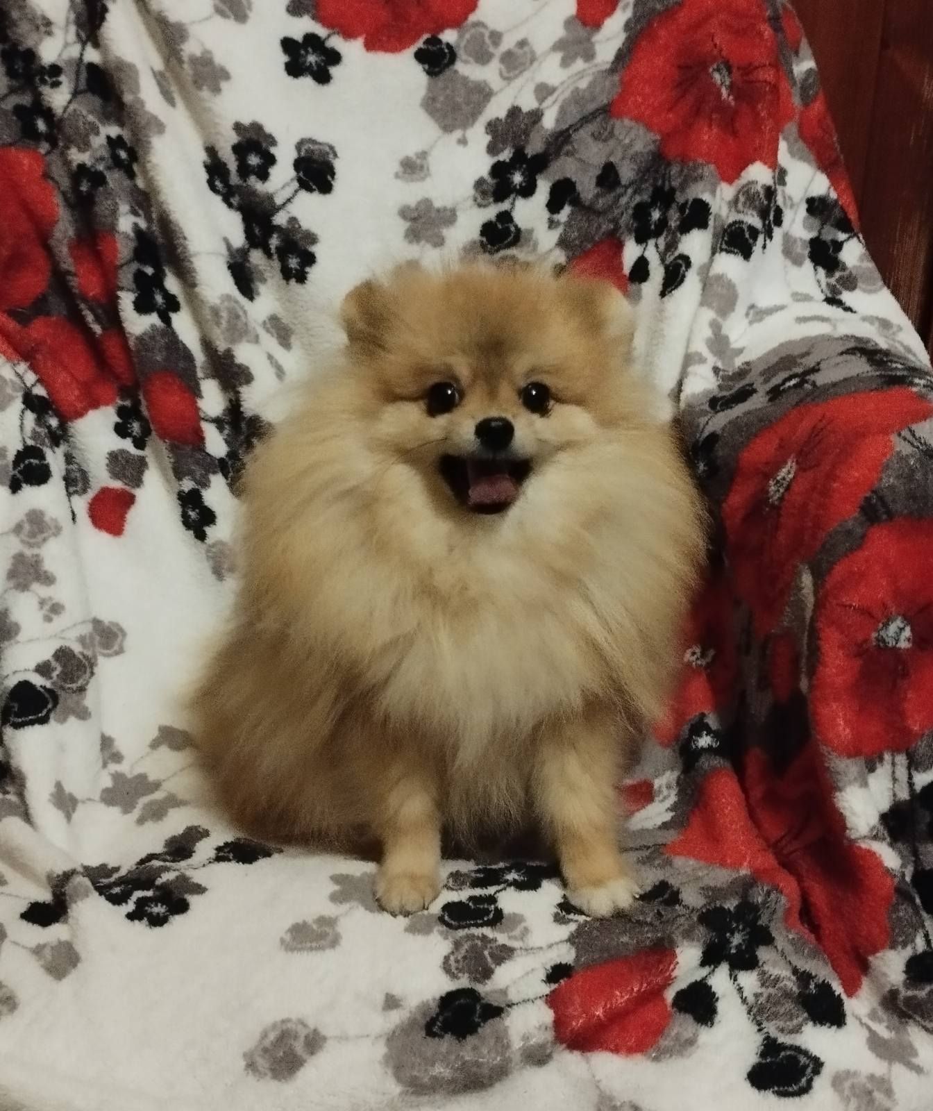 Хлопчик померанського шпіца