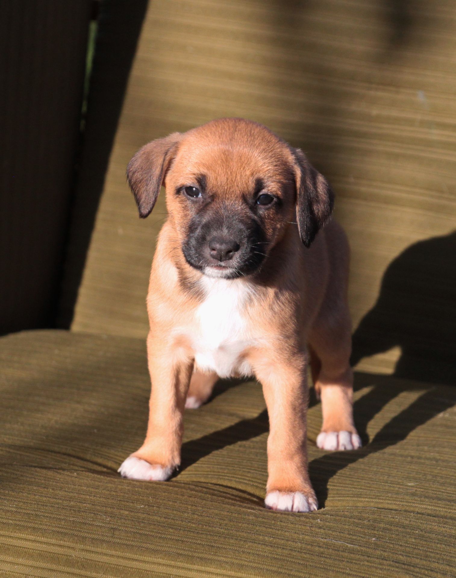 Хвостате щастя для Вас!