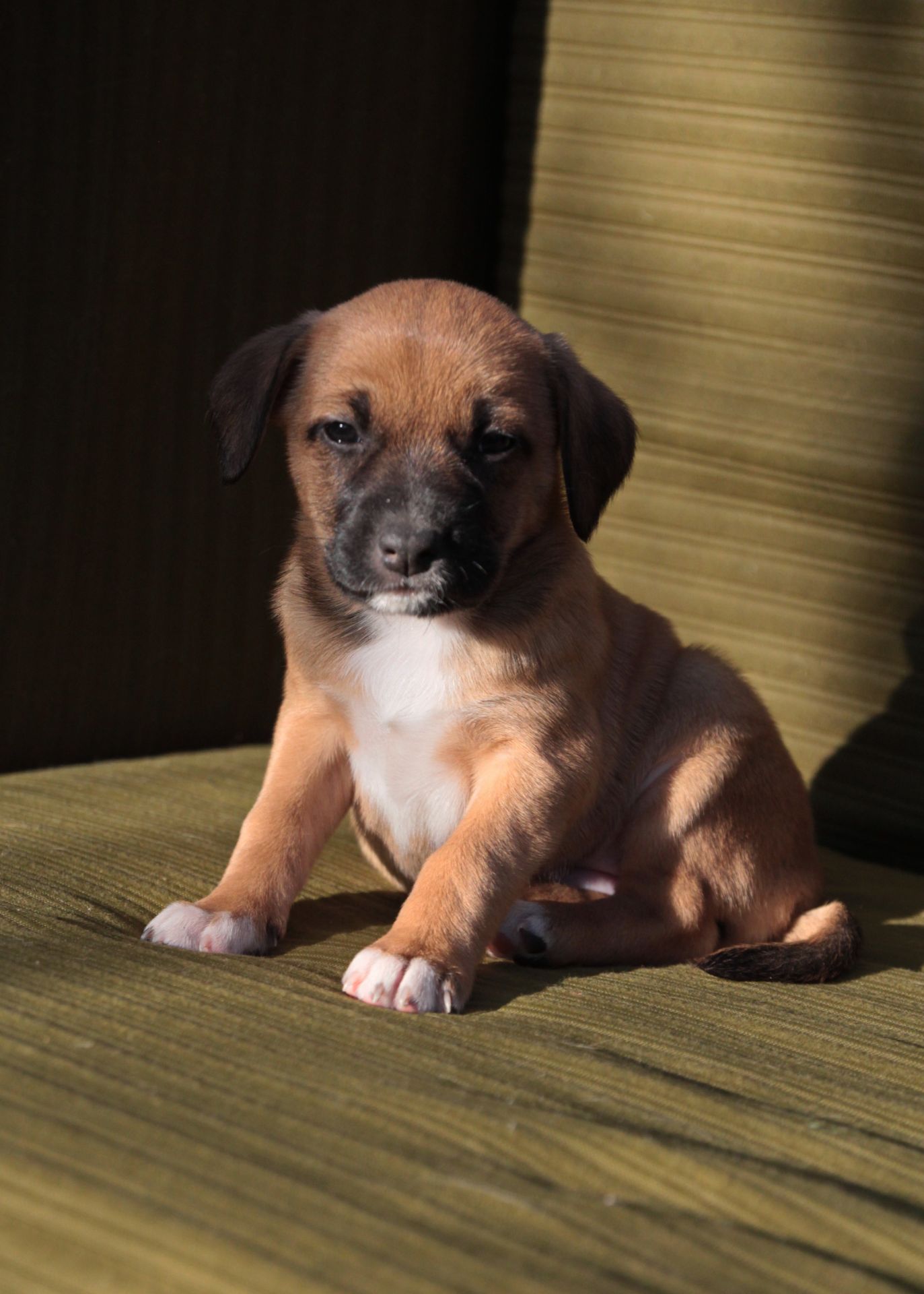 Хвостате щастя для Вас!