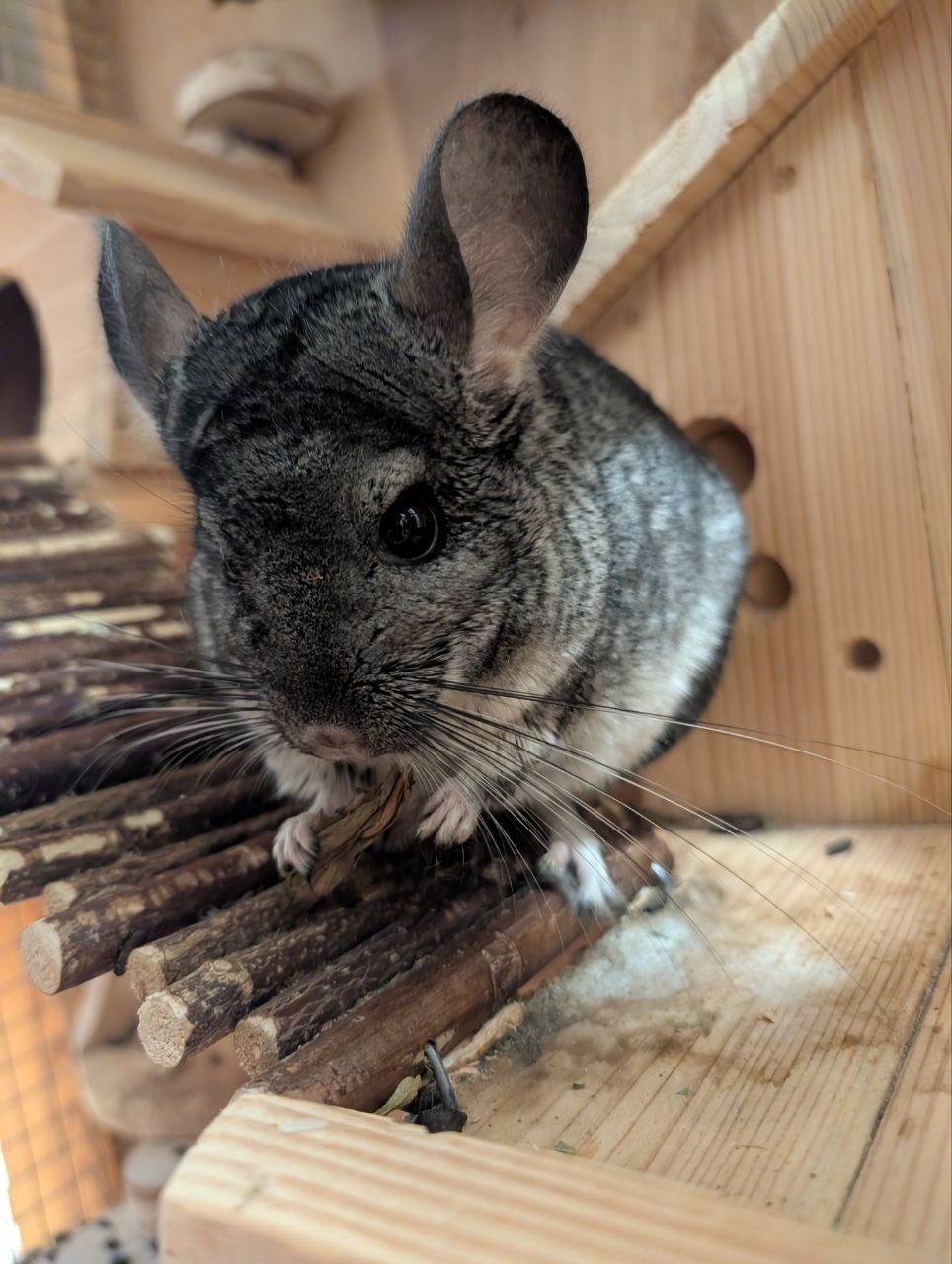 Шиншила стандартна (сірий колір)