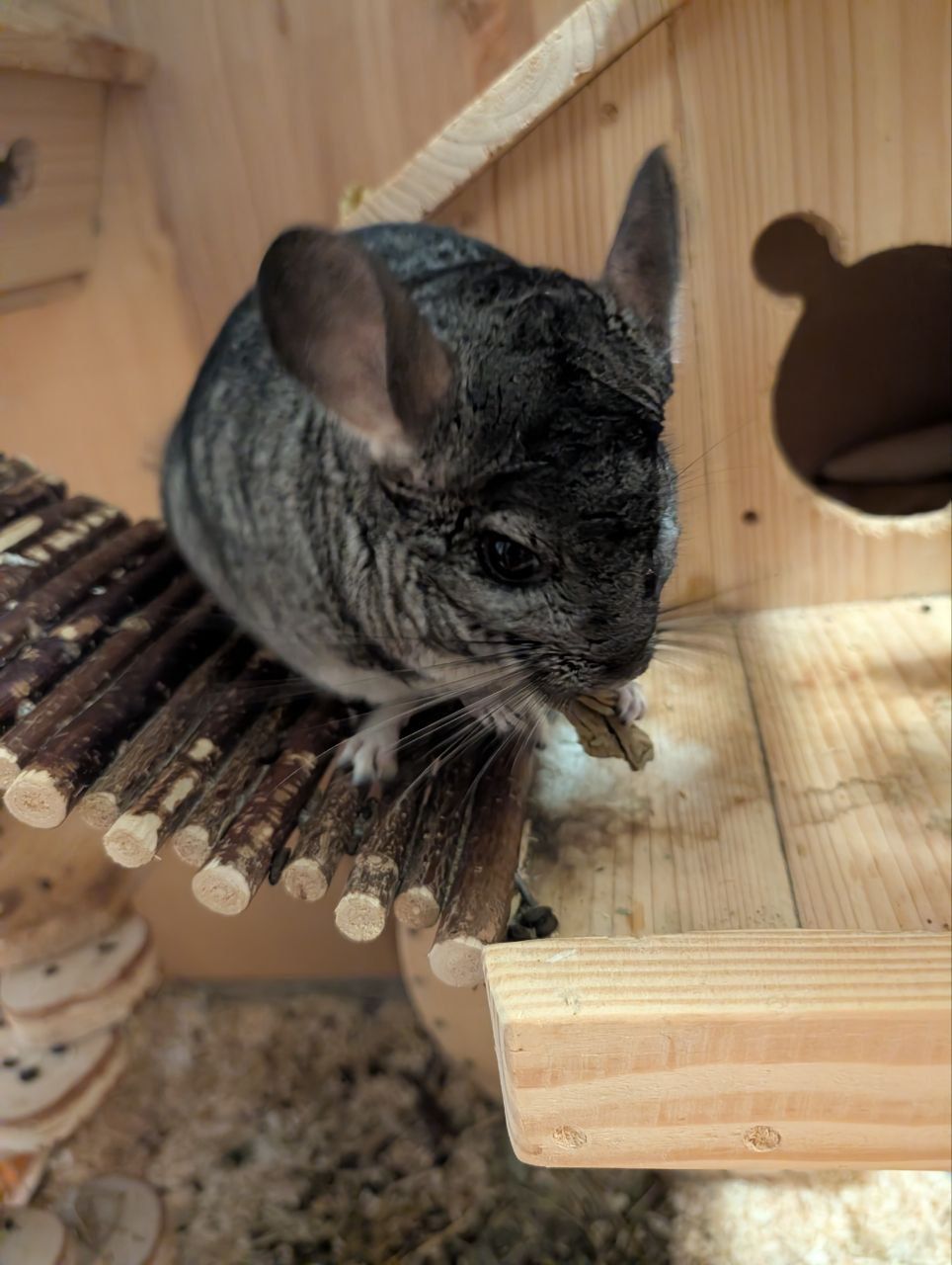 Шиншила стандартна (сірий колір)