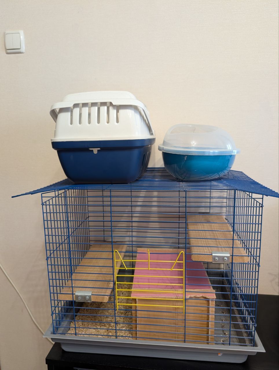 Шиншила стандартна (сірий колір)