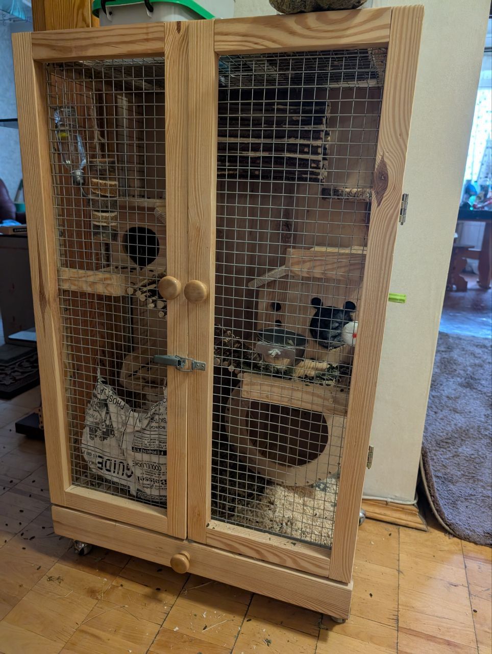 Шиншила стандартна (сірий колір)