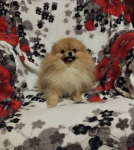 Хлопчик померанського шпіца