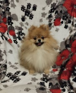 Хлопчик померанського шпіца