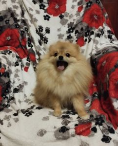 Хлопчик померанського шпіца