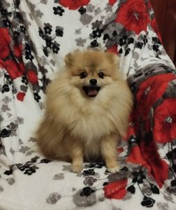 Хлопчик померанського шпіца