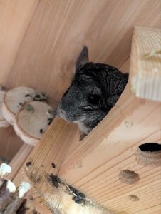 Шиншила стандартна (сірий колір)