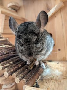 Шиншила стандартна (сірий колір)