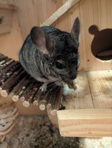 Шиншила стандартна (сірий колір)