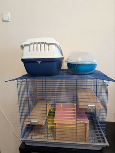 Шиншила стандартна (сірий колір)