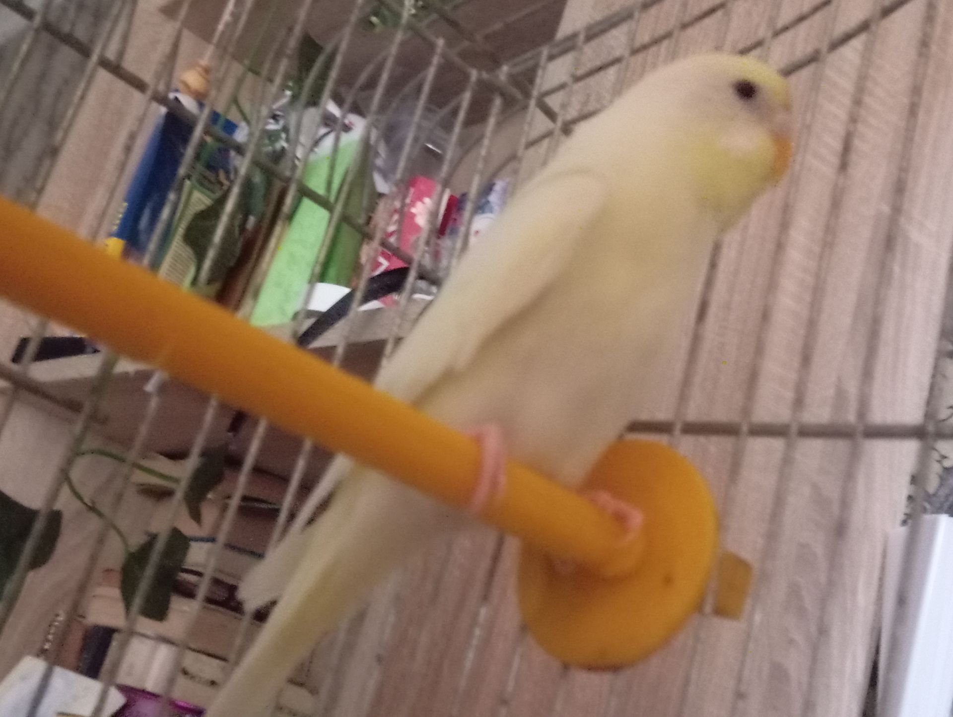 волнистый попугай