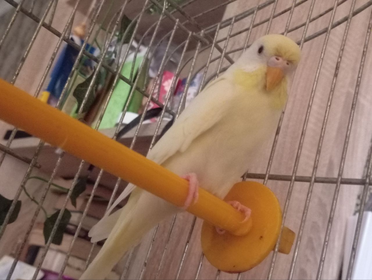 волнистый попугай