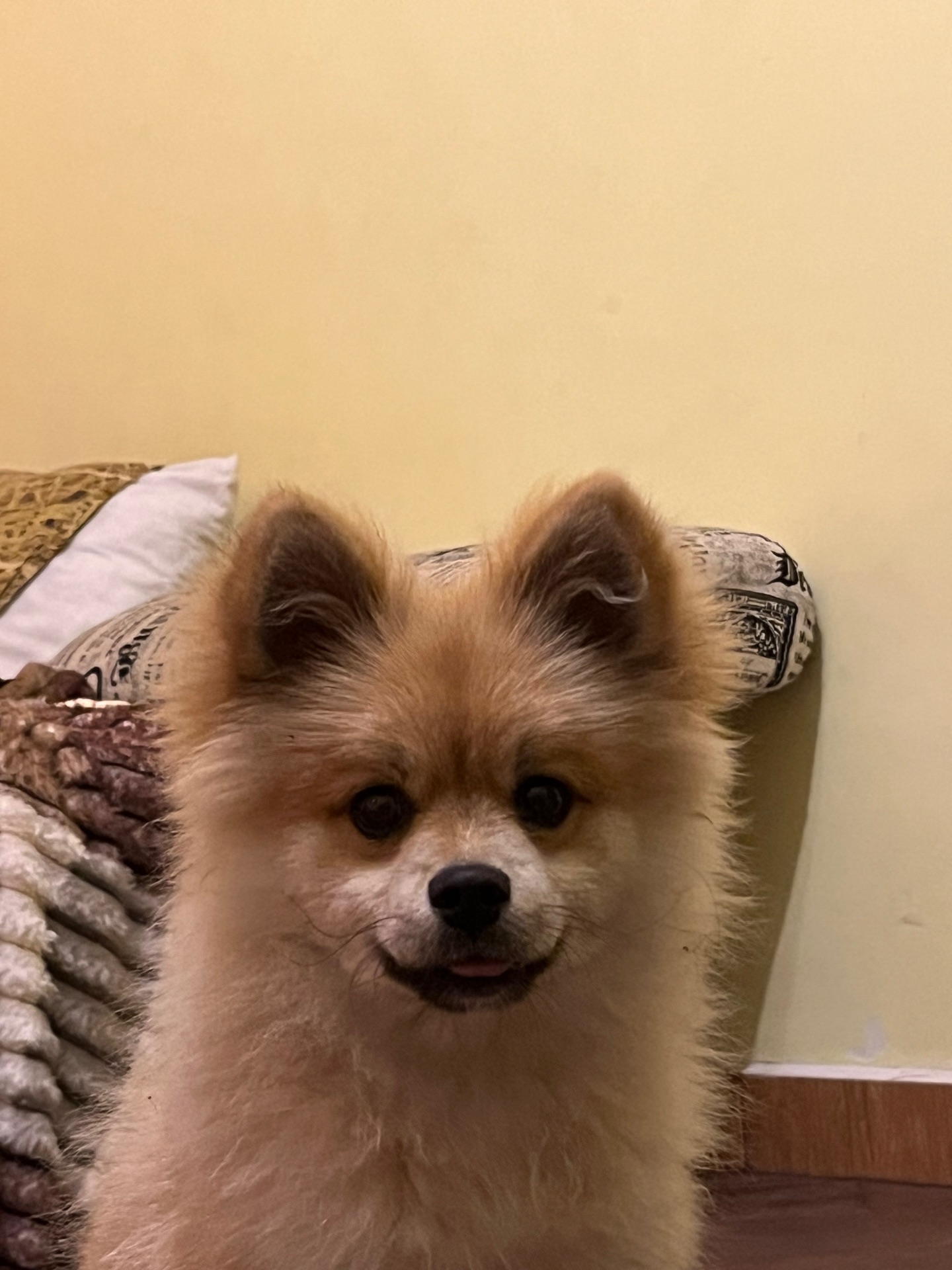 Померанчевий шпіць