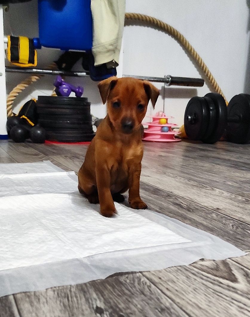 Щенки цверг-пинчера