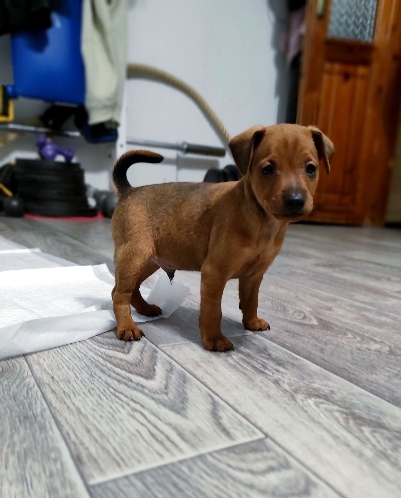 Щенки цверг-пинчера