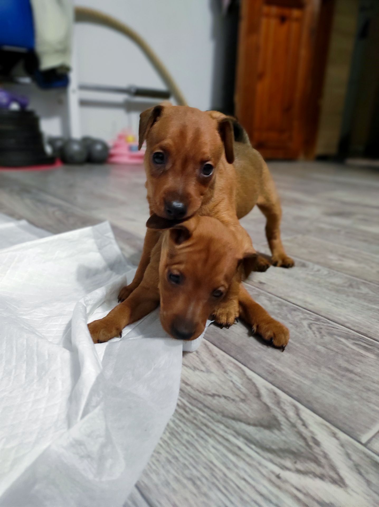 Щенки цверг-пинчера