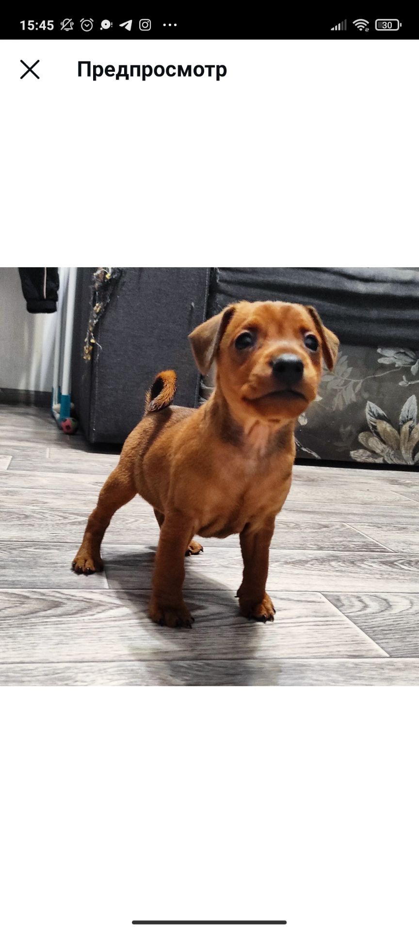 Щенки цверг-пинчера