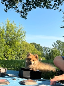 Померанчевий шпіць