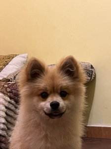 Померанчевий шпіць