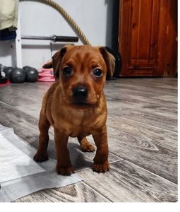 Щенки цверг-пинчера