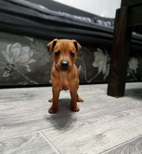 Щенки цверг-пинчера