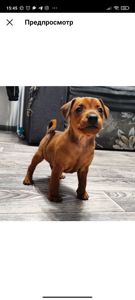 Щенки цверг-пинчера