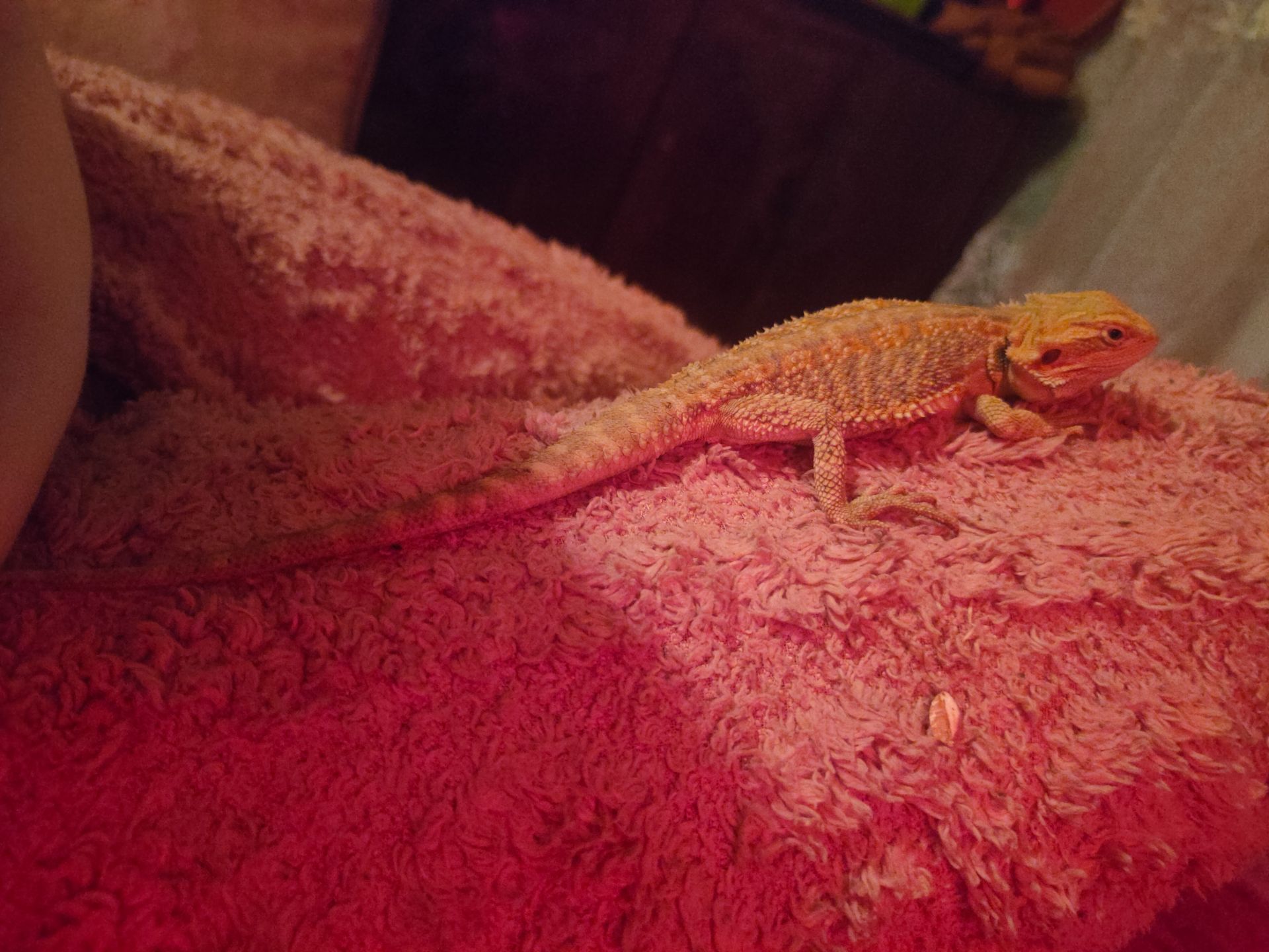 Самец агами