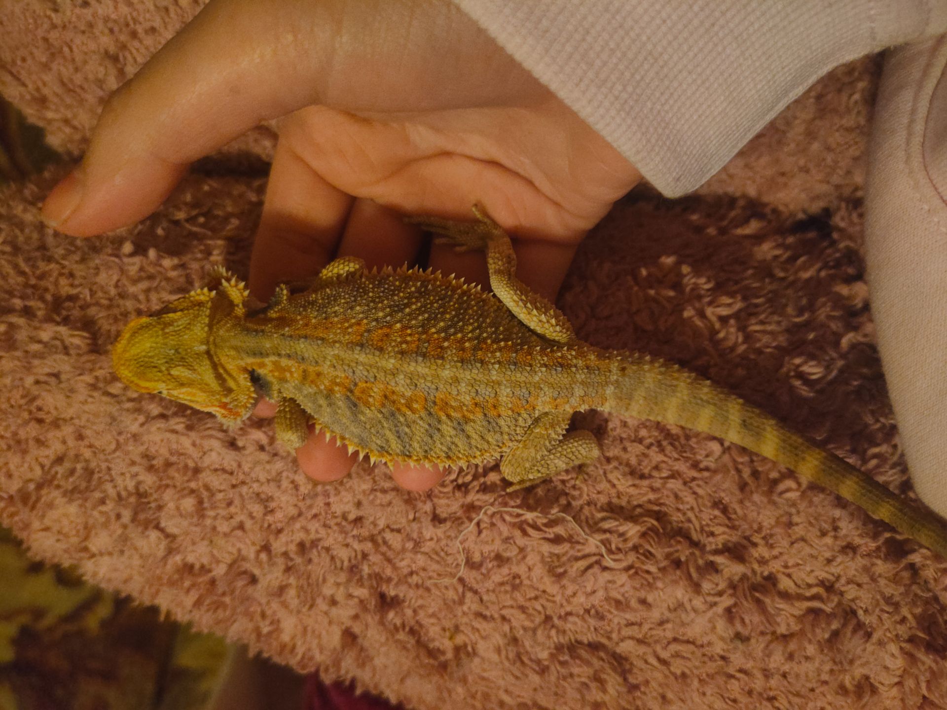 Самец агами