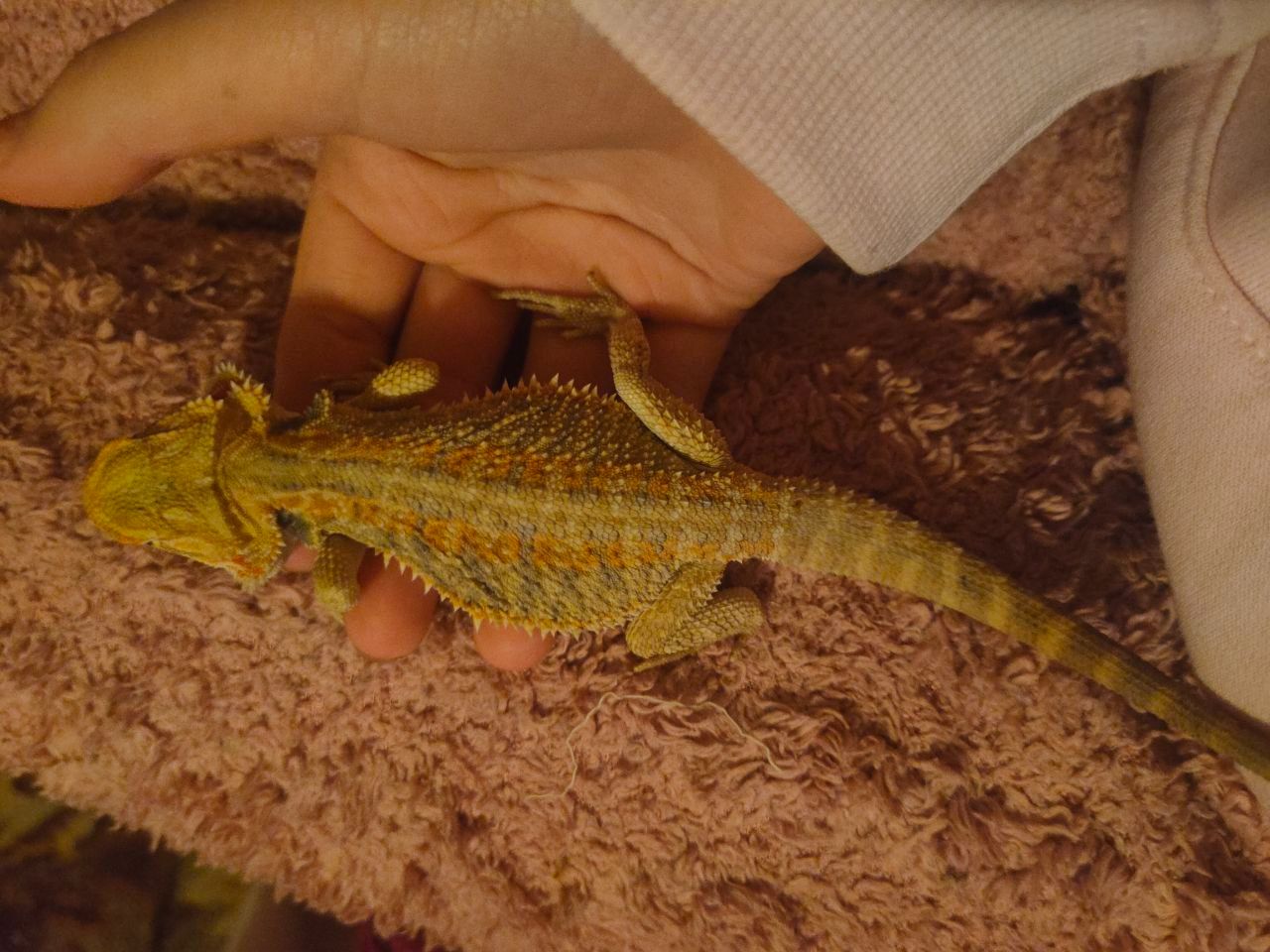 Самец агами