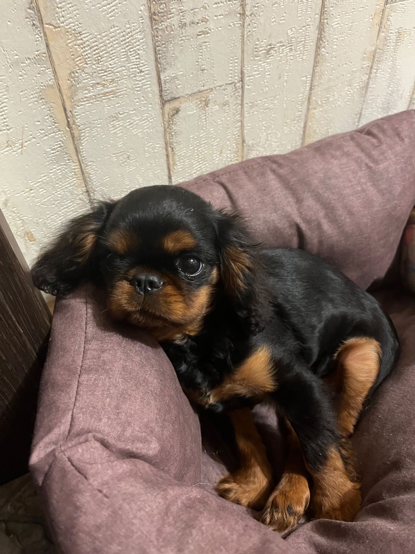 Кавалер Кінг Чарльз спанієль