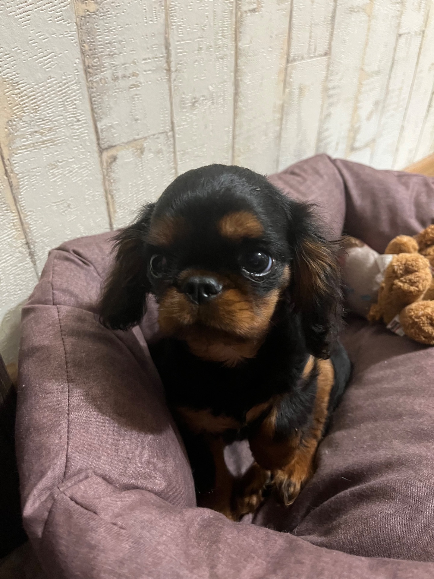 Кавалер Кінг Чарльз спанієль