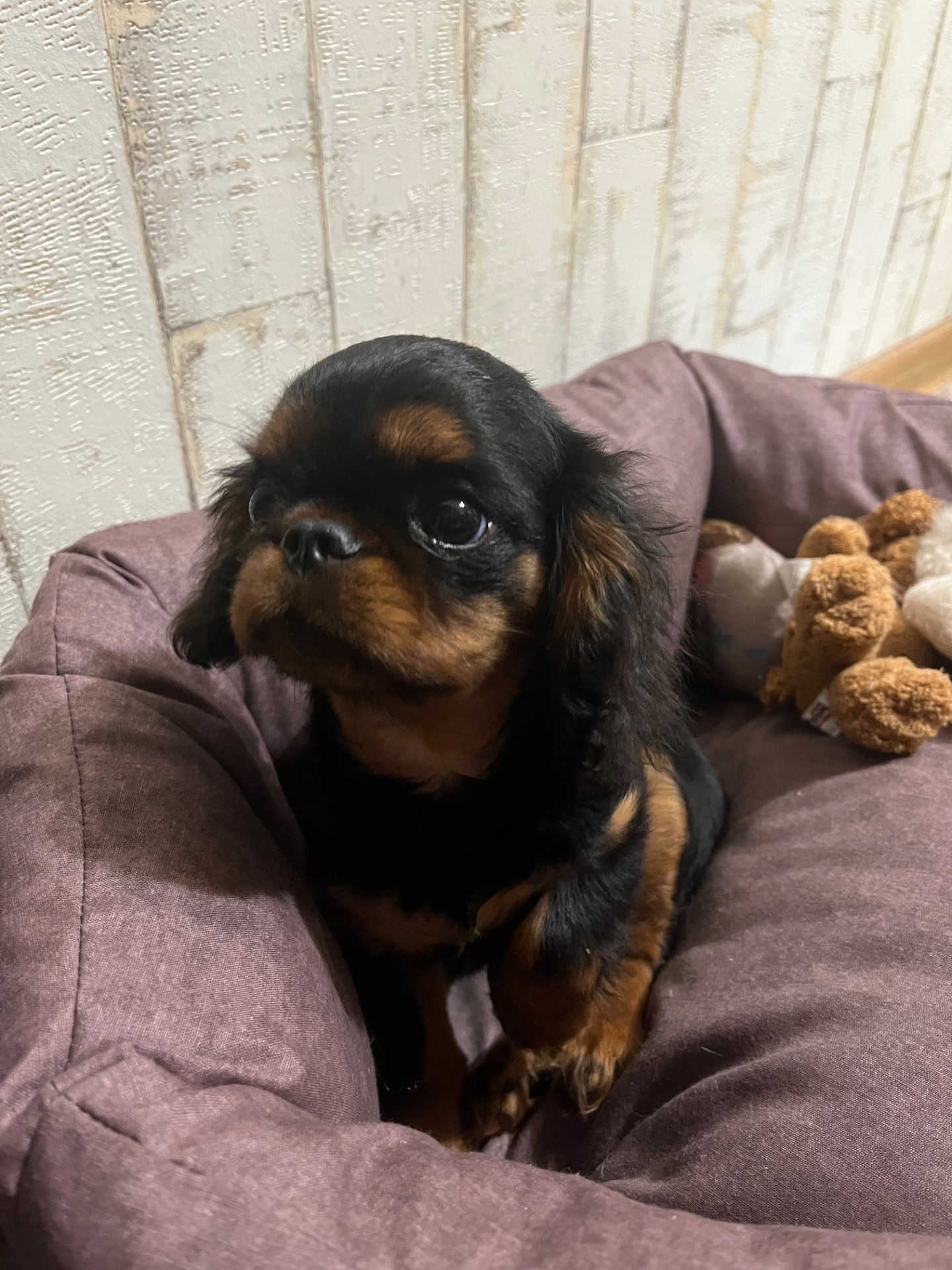 Кавалер Кінг Чарльз спанієль