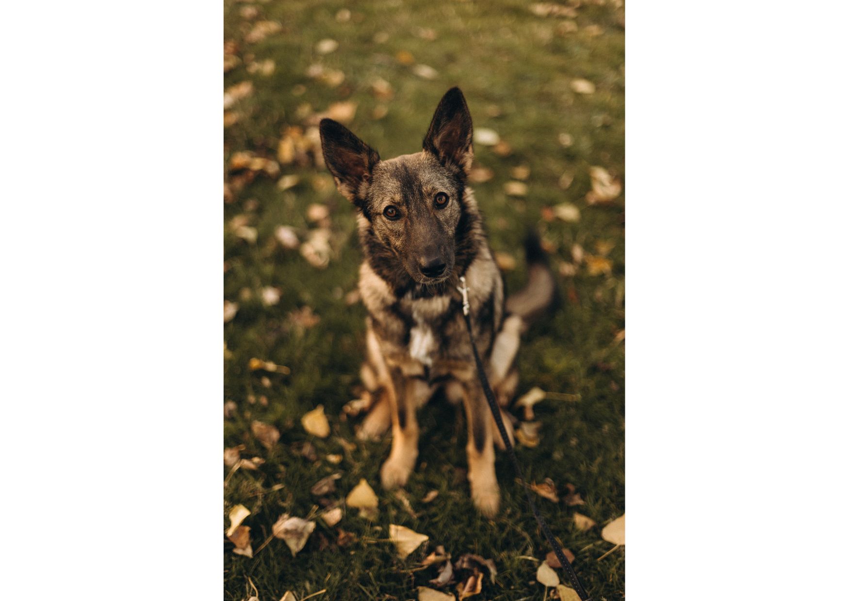 Не проходьте повз, придивіться, можливо, Лея чекає саме на вас? ❤️‍🩹