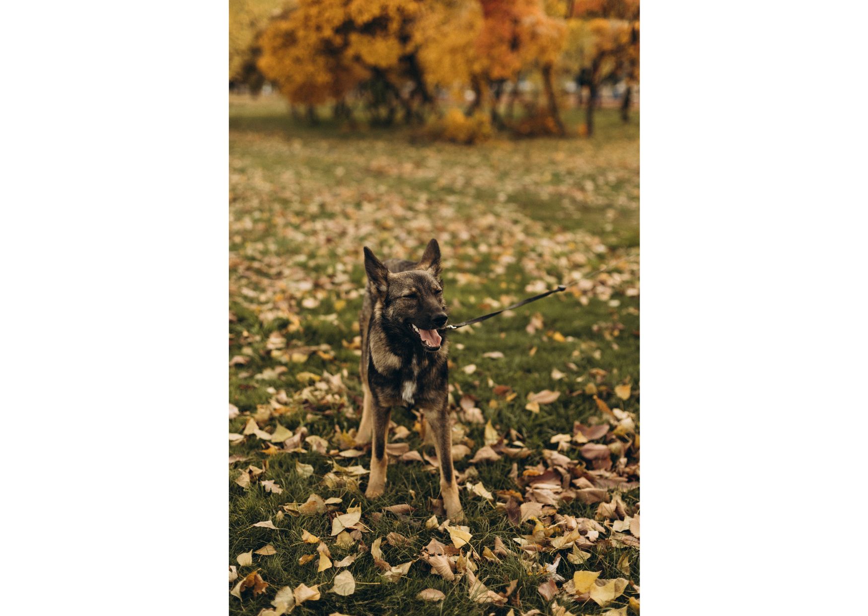 Не проходьте повз, придивіться, можливо, Лея чекає саме на вас? ❤️‍🩹