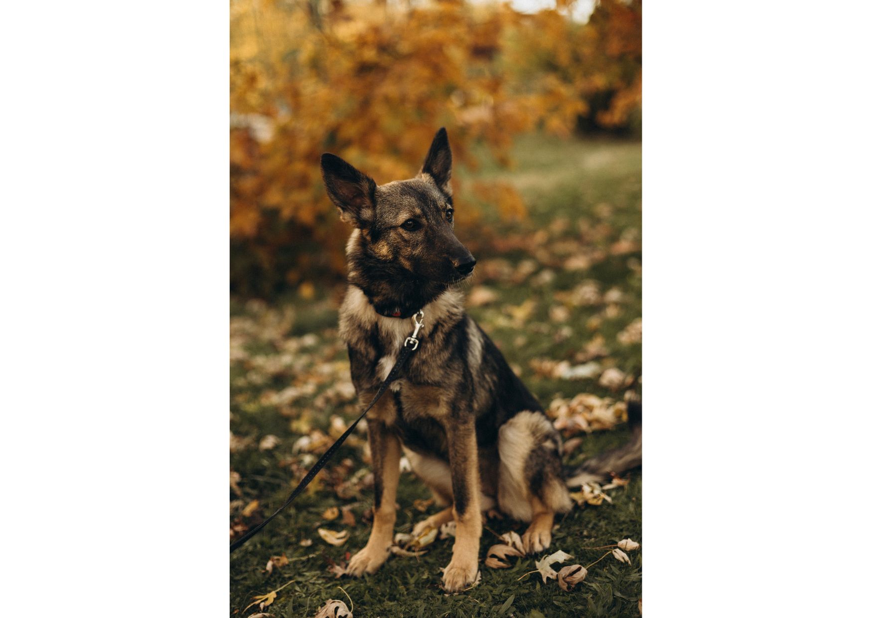 Не проходьте повз, придивіться, можливо, Лея чекає саме на вас? ❤️‍🩹