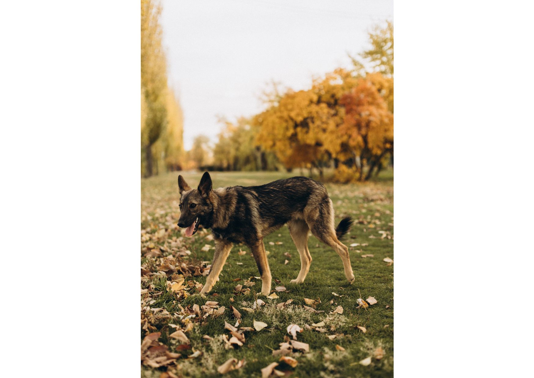 Не проходьте повз, придивіться, можливо, Лея чекає саме на вас? ❤️‍🩹