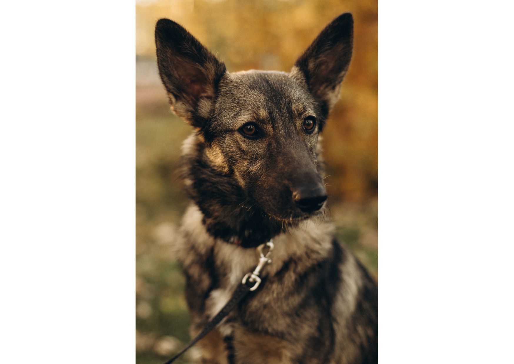 Не проходьте повз, придивіться, можливо, Лея чекає саме на вас? ❤️‍🩹