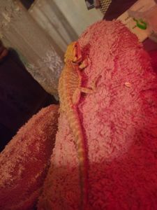 Самец агами