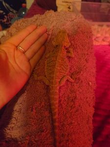 Самец агами