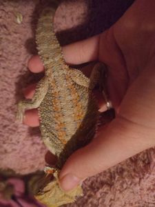 Самец агами