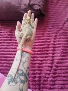 Самец агами