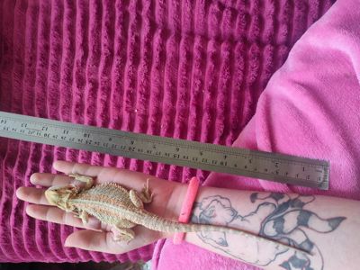 Самец агами