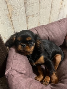 Кавалер Кінг Чарльз спанієль